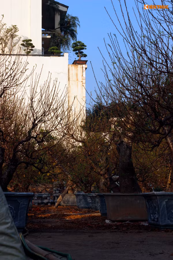 Những cây đào khủng đã được chủ vườn sắp xếp gọn gàng vào bên trong bồn chờ khách đến mua.