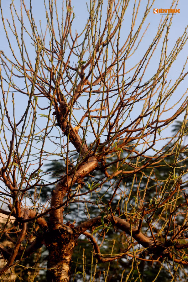 Lá của các cây đào khủng cũng được ngắt bỏ hết để cây sớm nở hoa.