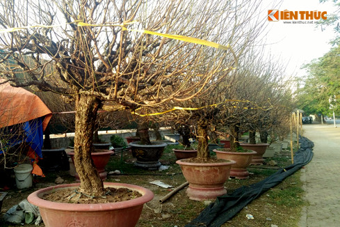 Hầu hết những cây đào Tết được vận chuyển lên bán sớm ở đường Lạc Long Quân đều có kích thước lớn, chủ vườn tạo dáng đủ kiểu khá bắt mắt. Tuy nhiên, đa số những gốc đào này vẫn chưa nở hoa.