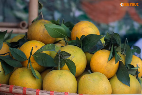 Sản phẩm cam của tỉnh Hòa Bình.