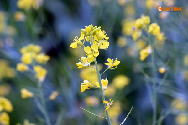 Những bông hoa cải vàng đua nhau bung nở.