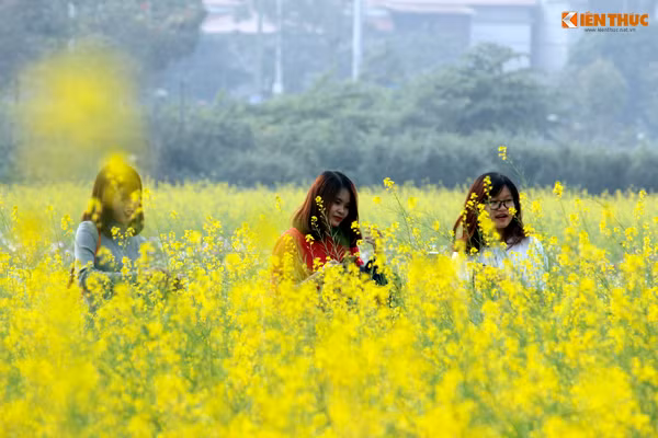 Thiếu nữ Hà thành tranh thủ rủ nhau đến cánh đồng cải vàng ở Gia Lâm để vui chơi, chụp hình khi cải chưa tàn.