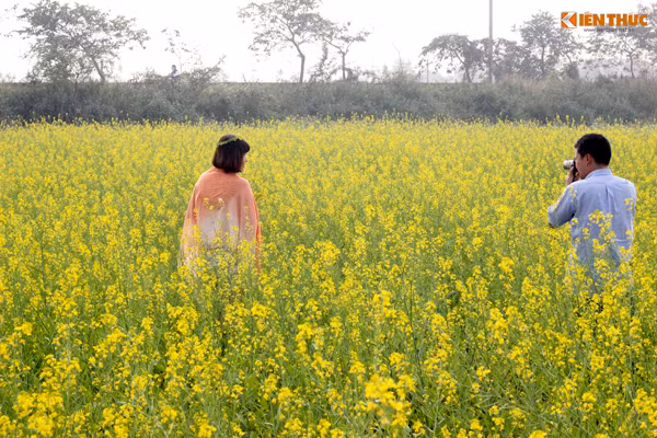 Hoa cải vàng nở cũng là dịp để các "phó nháy" vào mùa bội thu.