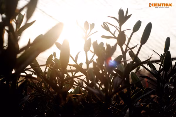 Do hoa ly nở sớm không đúng dịp Tết Nguyên đán Đinh Dậu nên người trồng có nguy cơ bị thiệt hại nặng về kinh tế.