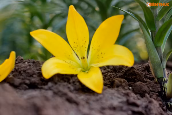 Nhiều bông ly đã nở nhưng chưa kịp thu hoạch bị rụng xuống đất.