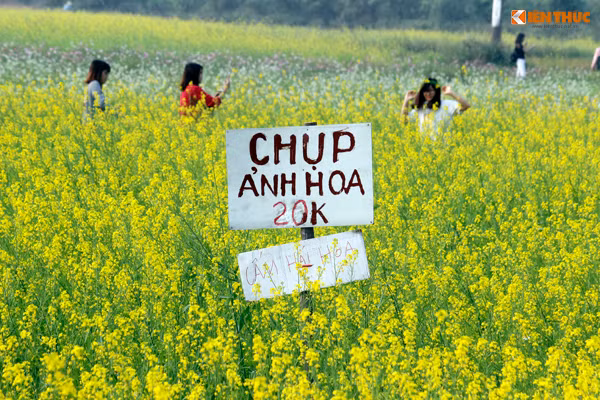 Được biết, để có thể vào cánh đồng cải chụp hình mỗi người sẽ phải mất cho chủ vườn 20 nghìn đồng/lượt, vé gửi xe tính riêng.