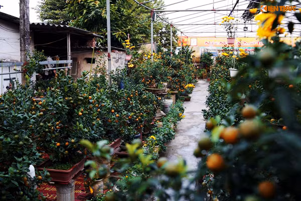 Còn hơn một tháng nữa mới đến Tết nguyên Đán Đinh Dậu nhưng những người chơi quất đã kéo nhau đến Tứ Liên (quận Tây Hồ, TP Hà Nội) để lựa chọn, đặt mua các cây quất bonsai để trưng Tết.
