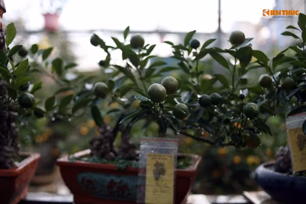 Giá thấp nhất của một chậu quất bonsai như này khoảng 500 nghìn đồng/chậu.