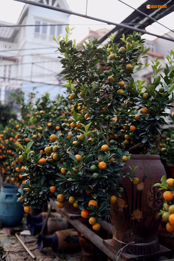 Hầu hết, quất bonsai ở Tứ Liên được chủ vườn trồng vào các bình gốm, chậu nhỏ hoặc được trang trí họa tiết bên ngoài bắt mắt.