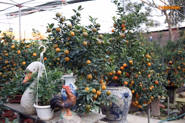 Để tạo sự mới lạ, độc đáo chủ vườn sẽ tạo dáng các cây quất bonsai tùy theo sở thích hoặc theo thế đứng của những loài vật mang lại an lành, thành đạt, no ấm, hạnh phúc trong năm mới.