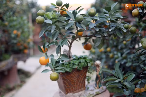 Dù quất bonsai rất nhỏ nhưng không ít cây có giá lên tới hàng chục triệu đồng/chậu. (Giá của cây quất bonsai này là trên 2 triệu đồng).