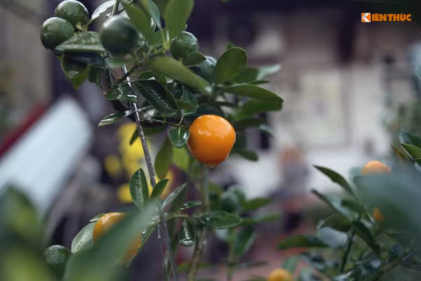 Quả của các cây quất bonsai Tứ Liên đang dần chín vàng.