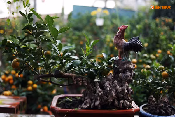 Dáng đứng trên ngọn một hòn non của chú gà trống thể hiện sự uy lực và sức khỏe dồi dào.