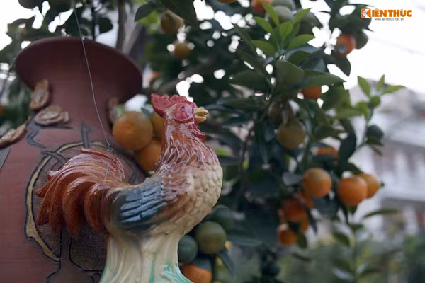 Chủ vườn khéo léo tạo dáng một chú gà gắn liền dưới chậu của một cây quất bonsai.