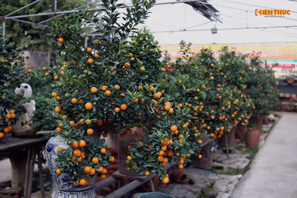 Quất bonsai Tứ Liên nổi tiếng bởi mỗi năm chủ vườn đều cho ra thị trường nhiều cây với dáng độc đáo, mới lạ nhưng rất công phu và bắt mắt.