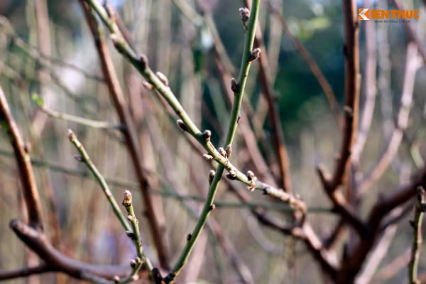 Các nụ hoa đào chi chít trên cây đào khủng chuẩn bị bung nở đón tết.