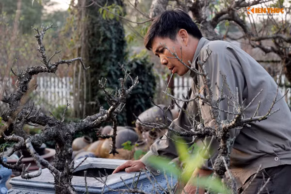 Dù còn mấy tuần nữa mới đến Tết Nguyên đán Đinh Dậu 2017 nhưng vườn đào Thất Thốn của gia đình ông Lê Hàm (phường Nhật Tân, quận Tây Hồ, TP Hà Nội) đã tấp nập người đến đặt hàng, lựa chọn trước những gốc đào đẹp và bắt mắt.