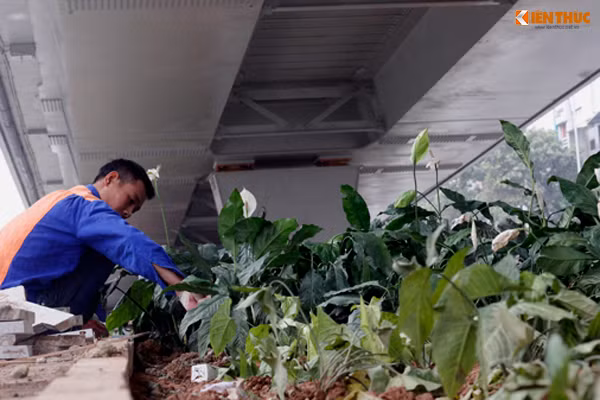 Cây xanh được công nhân trồng phủ xanh dưới gầm cầu vượt.