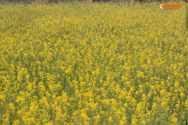 Hoa cải vàng chỉ nở đúng vào dịp đầu mùa đông, khi tiết trời se se lạnh và thỉnh thoảng có chút nắng vàng chiếu xuống.