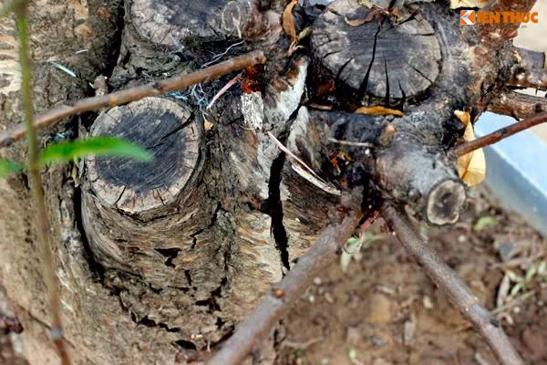 Những cành lớn của các cây đào khủng được chủ vườn cắt bỏ rồi tạo dáng tùy ý thích, hay ghép chúng vào với nhau để đào thêm đặc sắc hơn.