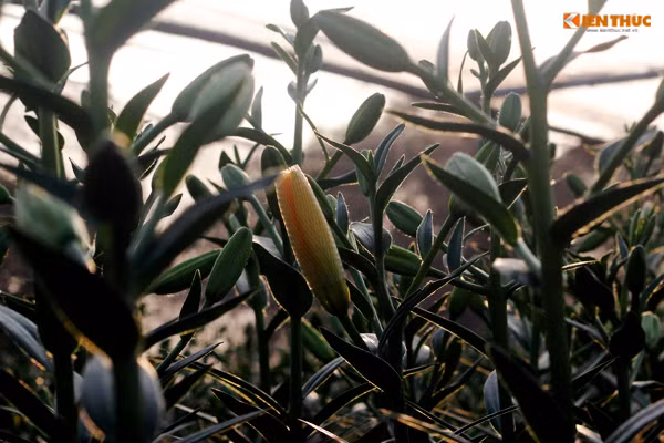 Những bông hoa đã nở được người dân chăm chút cẩn thận để hoa không rơi rụng.