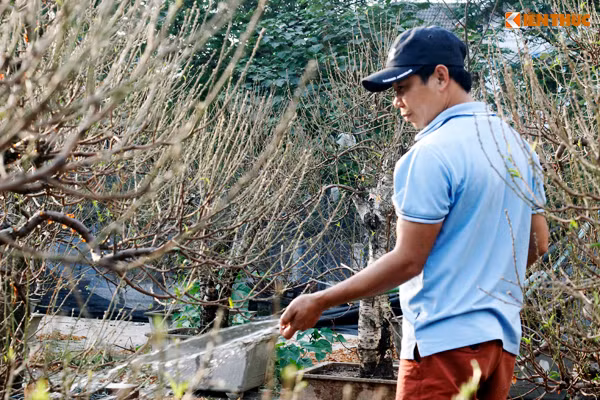 Theo anh Sơn (một chủ vườn hoa đào ở Nhật Tân, Hà Nội), nếu thời tiết vẫn nắng ấm như hiện nay rất có thể đào của gia đình sẽ nở sớm trước Tết nhưng anh cũng không quá lo: "Gia đình tôi bắt đầu vận chuyển đào từ vườn lên điểm bán sớm cho khách có nhu cầu. Giá đào của gia đình thì cũng tùy theo cây để bán và có thể sẽ dao động từ 5 triệu đồng/cây đổ lại".