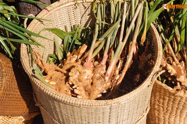 Gừng Quảng Trị.
