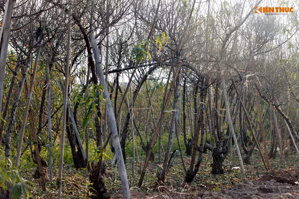 Các cây đào chiết được chủ vườn sử dụng thanh tre chống đỡ để cành vươn dài không bị gãy đổ, sao cho nở hoa đúng dịp Tết Nguyên đán Đinh Dậu 2017.