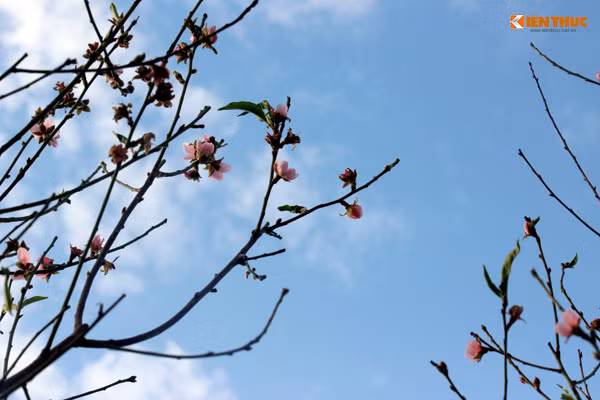 Do thời tiết nắng ấm nên một số cánh hoa đào nở sớm hơn các cánh khác đang dần héo tàn.