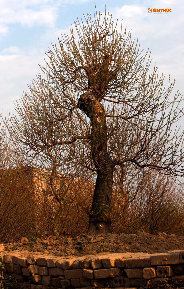 Bên cạnh những cây đào đã nở thì hàng nghìn cây đào lớn, đào thế có hình dáng bắt mắt chưa nở được chủ vườn chăm sóc một cách tỉ mỉ từng chi tiết.