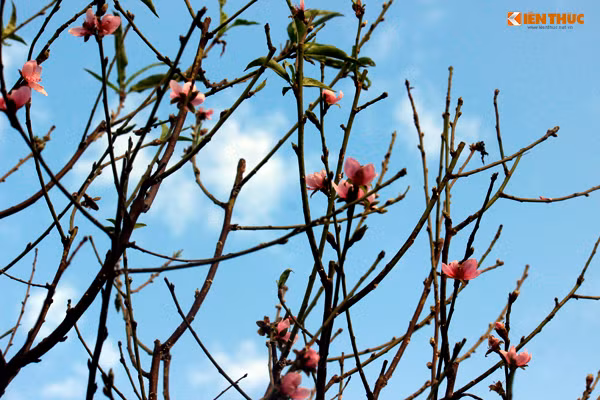 Một số chủ vườn cho hay, nếu hoa đào nở sớm thì sẽ bán sớm nhưng vẫn còn tùy thuộc vào hoa nở đẹp hay xấu mới lựa giá với khách hàng. "Nếu bán đầu mùa như thế này, nhất là cách ngày Tết còn xa rất dễ bị mất giá. Có thể số cây, cành đào nở rộ sẽ bán vào dịp Tết dương lịch tới đây".