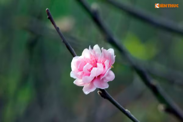 Cánh đào bung nở rực rỡ.