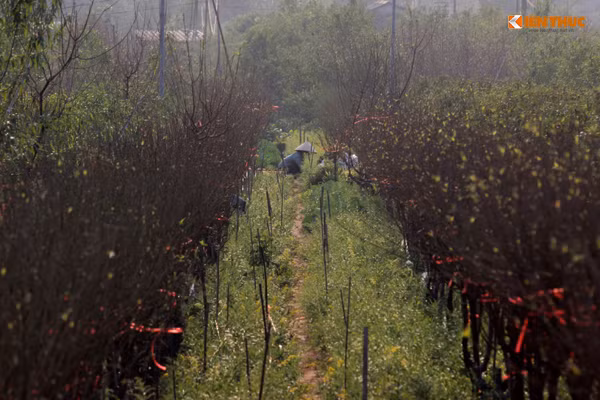 Vườn đào luôn được chăm sóc cẩn thận.