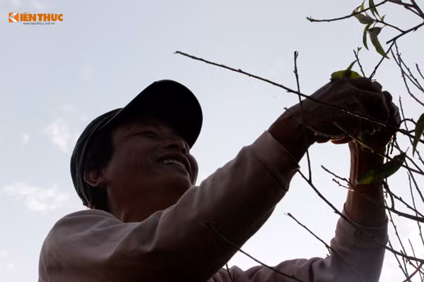 Lá đào ra nhiều được chủ vườn ngắt bỏ cho cây nở hoa.