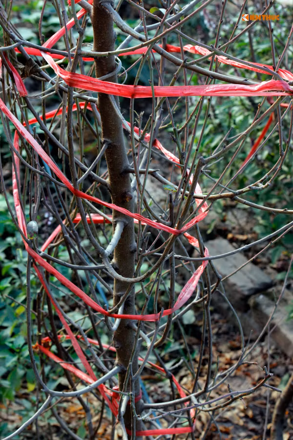 Một số cây đào nhỏ được chủ vườn dùng dây uốn cành, tạo dáng.