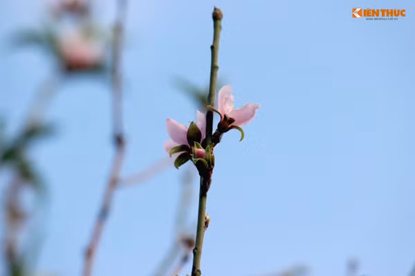 Dù vậy nhưng cánh đào bung nở khoe sắc dưới ánh nắng vàng mùa đông vẫn tạo cảm giác ấm áp, báo hiệu Tết đến xuân về.