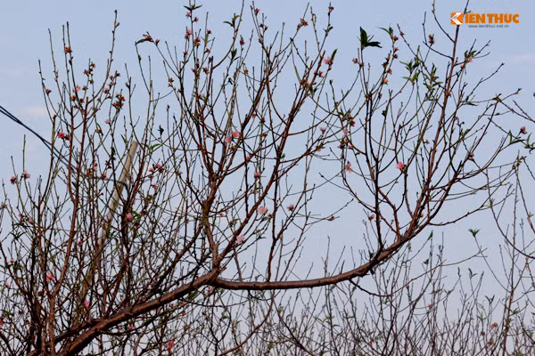 Theo một chủ vườn đào Nhật Tân, do những ngày vừa qua, thời tiết nắng ấm nên hoa đào nở sớm.