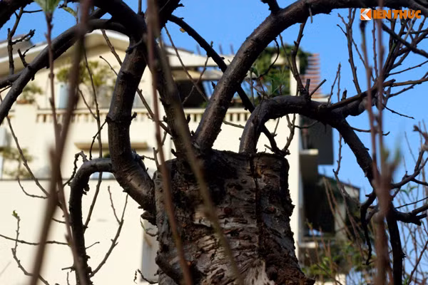 Những cành non tự mọc hoặc cành ghép đua nhau mọc dài trên thân, rồi kết nụ chuẩn bị nở hoa đón Tết.