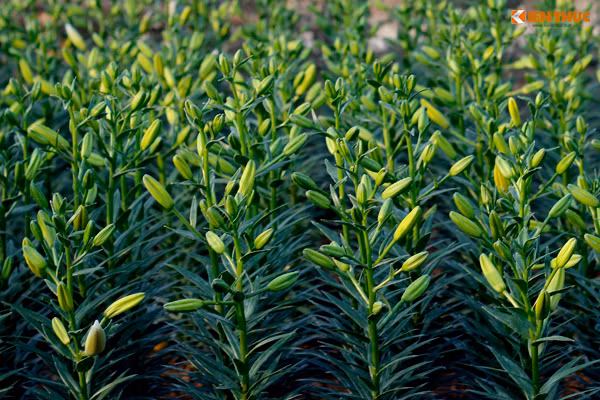 Theo đa số những chủ vườn trồng hoa ly vàng ở Tây Tựu thì hầu hết hoa ly vàng được trồng để bán dịp Tết Nguyên đán Đinh Dậu song năm nay hoa ly nở sớm một cách bất thường khiến nhà nào cũng mếu máo, nguy cơ thiệt hại kinh tế.