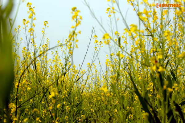 Hai năm trở lại đây, người dân ở Gia Lâm không trồng nhiều cải vàng nữa mà thay bằng một số loại cây ăn quả khác khiến cánh đồng cải trở nên hẹp lại, nhưng không vì vậy mà sắc vàng của cải bị phai mờ, cải vàng vẫn nở rực rỡ, khoe sắc óng ánh dưới nắng vàng của mùa đông làm nhiều người say đắm.