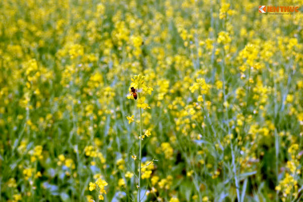 Sắc màu vàng rực rỡ cùng với mật ngọt của hoa thu hút nhiều ong mật.