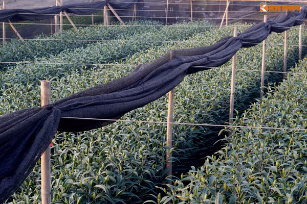 Mặc dù còn hơn một tháng nữa mới đến Tết Nguyên đán Đinh Dậu 2017 nhưng những người dân trồng hoa ly vàng ở làng hoa Tây Tựu (quận Bắc Từ Liêm, TP Hà Nội) đã vội vã ra vườn thu hoạch.