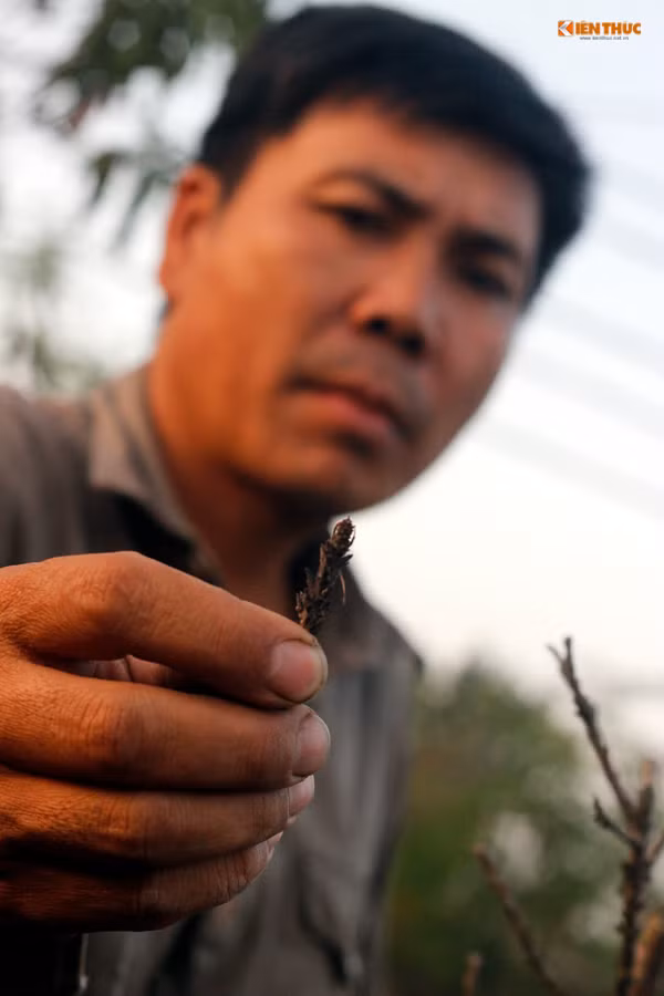 Để chăm sóc được một cây đào Thất Thốn như ý muốn sẽ phải rất kỳ công. “Tôi trồng đào Thất Thốn cũng chỉ tự mày mò lấy kinh nghiệm. Mới đầu trồng gặp phải rất nhiều khó khăn và mất nhiều thời gian chăm sóc, tất cả đều làm một cách tỉ mỉ đến lúc đào nở hoa vẫn phải theo dõi tiếp, thậm chí là ghi chép lại mới có thể căn được được ngày tháng chính xác đào nở mà tính toán. Thường sẽ mất khoảng 8 năm hay 12, 13 năm mới có thể cho ra một gốc đào Thất Thốn tự nhiên, ưng ý”, ông Hàm chia sẻ.