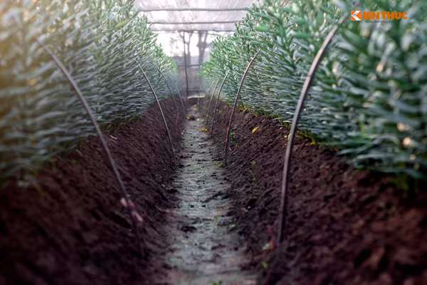 Nhiều chủ vườn còn cho biết, nếu tính đúng ngày hoa nở thì chênh lệch rất nhiều, có vườn hoa nở trước 1 tháng hoặc lệch gần 1 tháng.