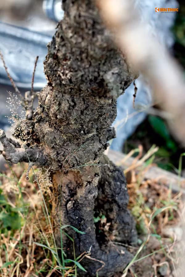 Đào Thất Thốn còn có đặc điểm là thân gồ ghề, xù xì, nếu chưa nở hoa thì chẳng khác gì cây củi khô. Đào vốn nổi danh là đào quý tộc, thường được những người sành chơi tìm đến.