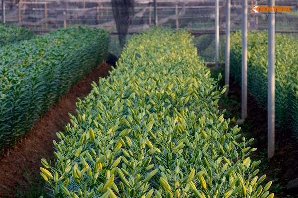 Thời tiết nắng ấm càng khiến hoa ly vàng nở nhanh hơn.