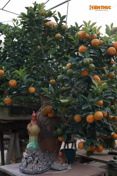 Những cây quất bonsai to cao và sum suê hơn sẽ có giá đắt hơn.