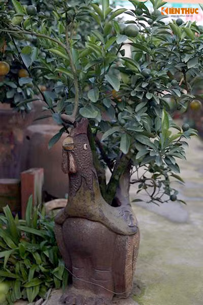 Cây quất bonsai được trồng khéo léo trong lòng một chú gà trống tạo hình.