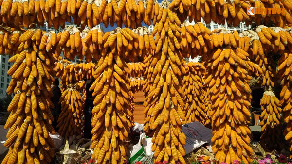 Những bắp ngô chín vàng do tự tay người nông dân Lào Cai sản xuất được treo thành hàng ở hội chợ.