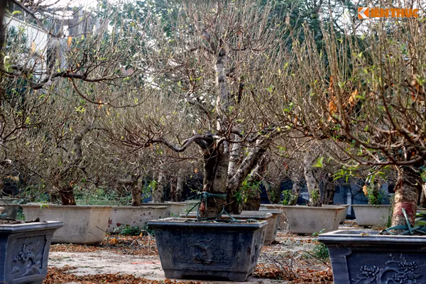 Những chiếc bồn đựng đào cũng rất đẹp với các họa tiết bắt mắt.